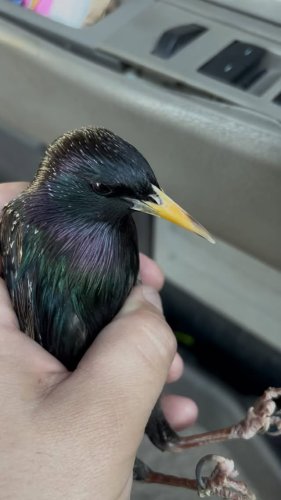 Video post from desertkingsfalconry.