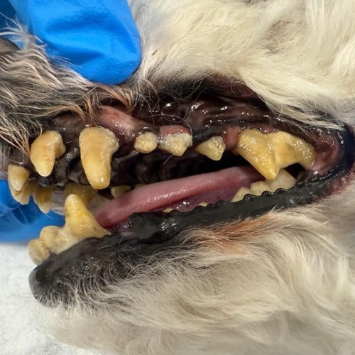 Carousel post from clinica_veterinaria_dourosul.