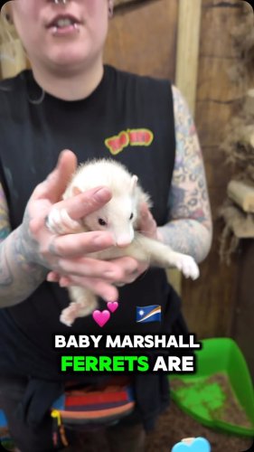 Video post from njexoticpets.