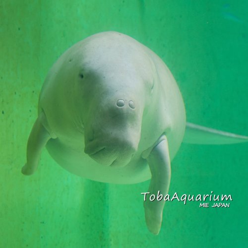 Photo post from toba_aquarium.official.