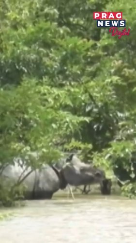 Video post from pragnewsofficial.