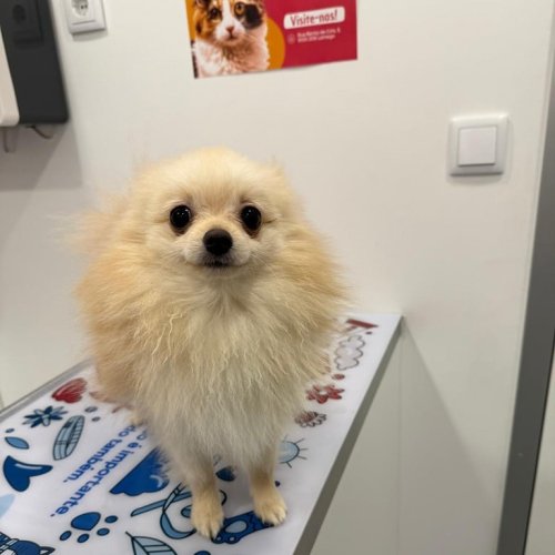 Carousel post from clinica_veterinaria_dourosul.