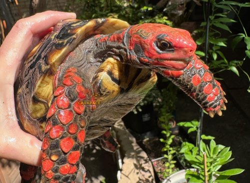 Photo post from carapacecritters.