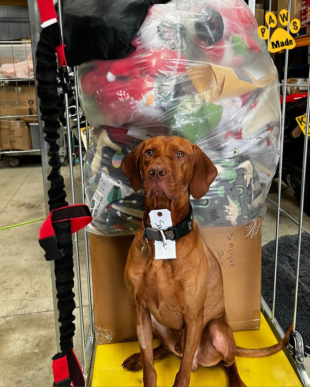 Photo post from pawstrading.