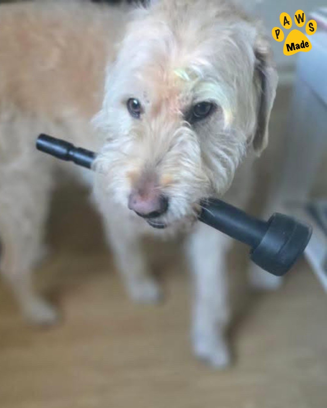 Photo post from pawstrading.