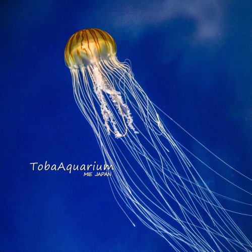 Photo post from toba_aquarium.official.