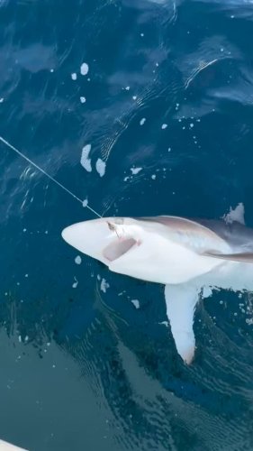 Video post from ejs_fishing_charters.