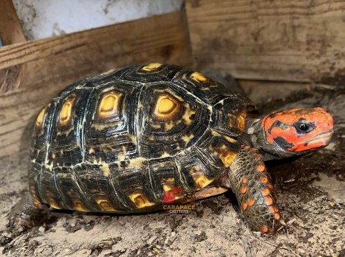 Photo post from carapacecritters.