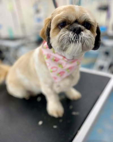 Carousel post from k9playtimedoggydaycare.