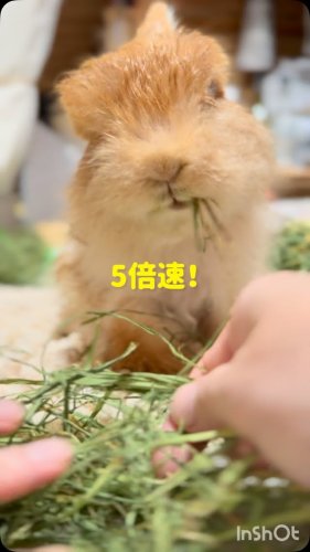 やわらかソフトチモシー200g｜硬い牧草が苦手なうさぎに｜うさぎ畑
