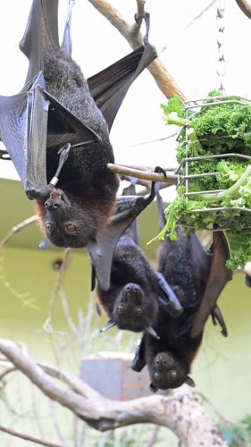 Video post from national_aviary.