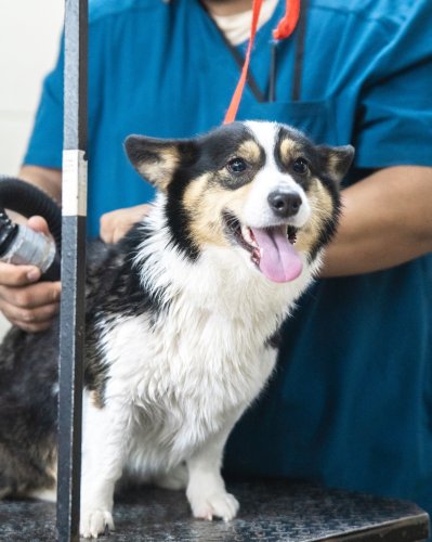 Carousel post from medicalpettj.