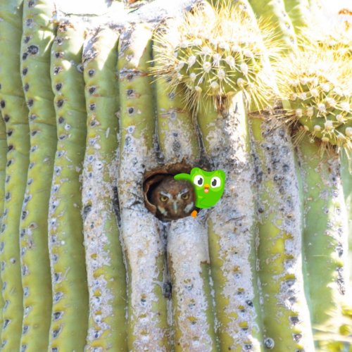 Carousel post from visittucson.