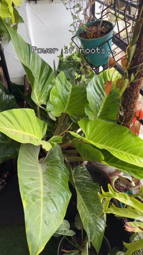 Video post from purkinje_crazyforplants.