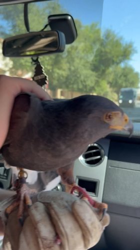 Video post from desertkingsfalconry.