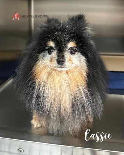 Photo post from familyanimalhospitalcm.