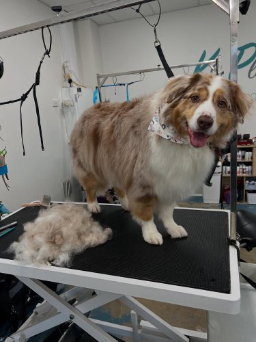 Carousel post from k9playtimedoggydaycare.