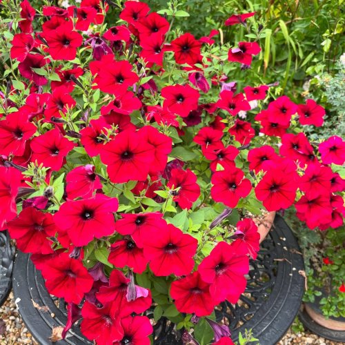 Photo post from gardenhousebrighton.