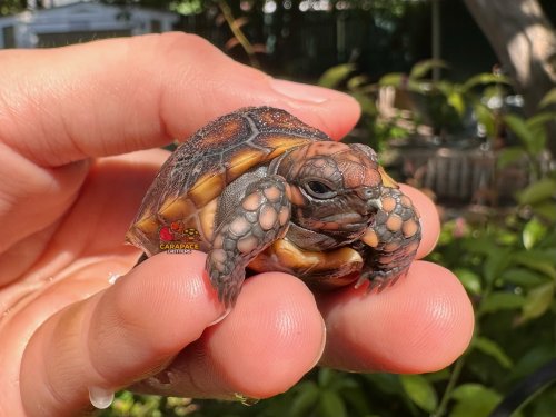 Carousel post from carapacecritters.