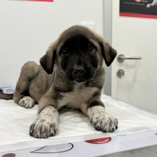 Photo post from clinica_veterinaria_dourosul.