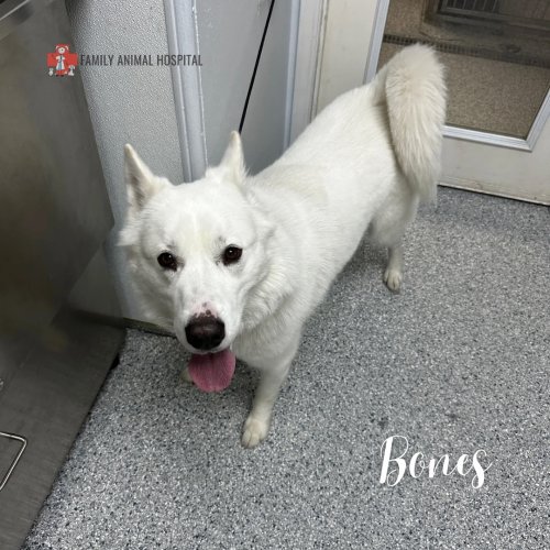 Photo post from familyanimalhospitalcm.