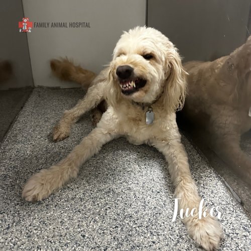 Photo post from familyanimalhospitalcm.
