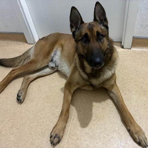 Carousel post from clinica_veterinaria_dourosul.