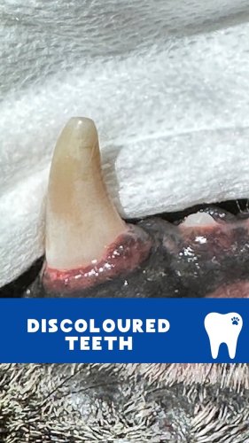 Video post from toothy.thomson.