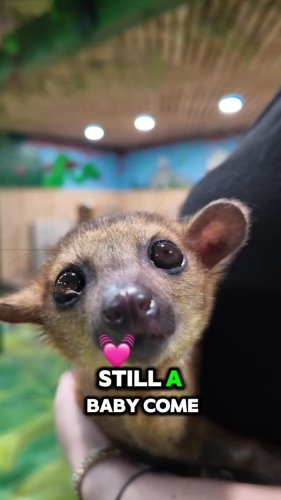 Video post from njexoticpets.