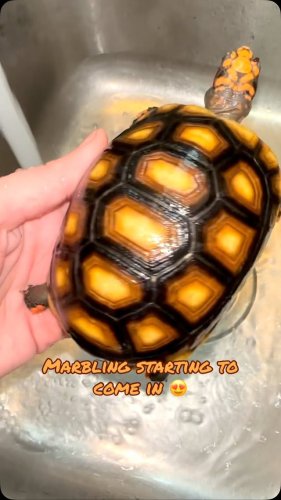 Video post from carapacecritters.