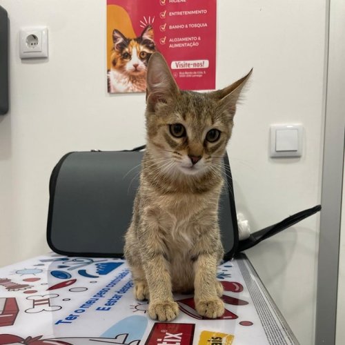 Carousel post from clinica_veterinaria_dourosul.