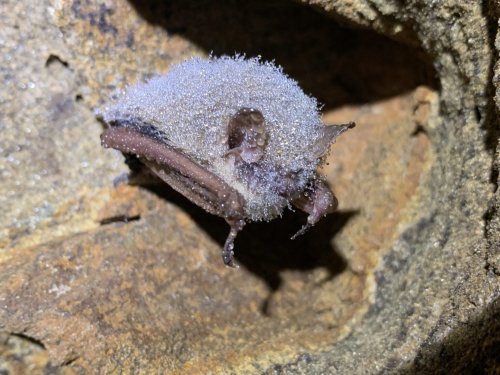 Photo post from innerspacecavern.