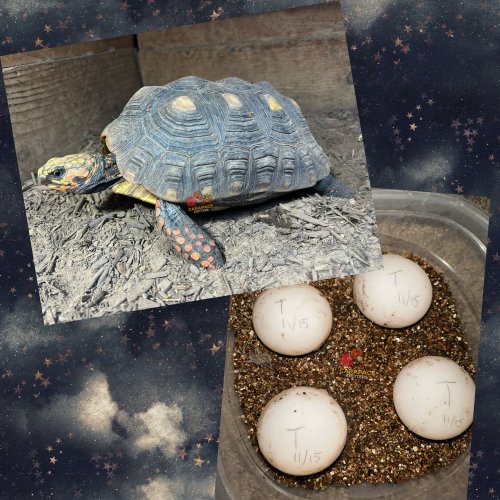 Photo post from carapacecritters.