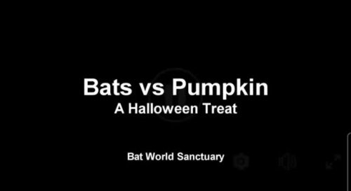 Video post from batworldsanctuary.