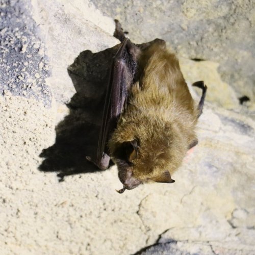 Photo post from mammothcavenps.