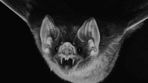 Photo post from echoesofbats.