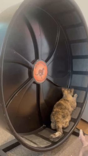 Video post from cats.cradle.winnipeg.