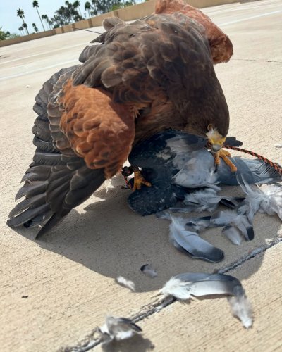 Photo post from desertkingsfalconry.