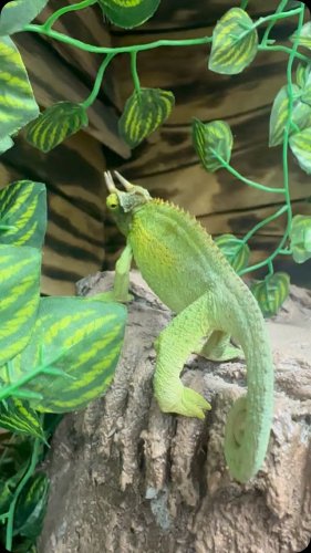 Video post from njexoticpets.