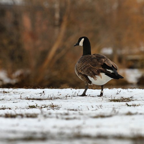 Photo post from northernskiesoutfitters.