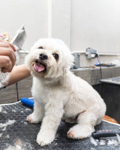 Carousel post from medicalpettj.