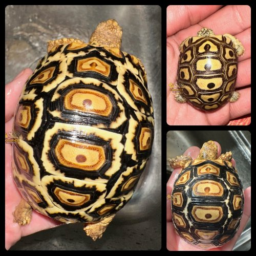 Photo post from carapacecritters.