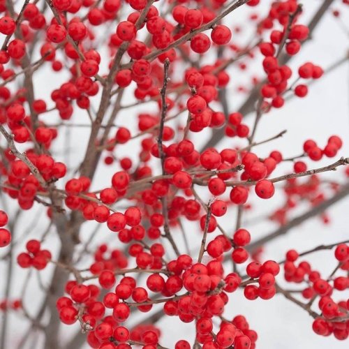 Photo post from backyardgardener.