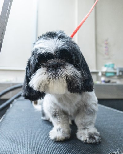 Photo post from medicalpettj.