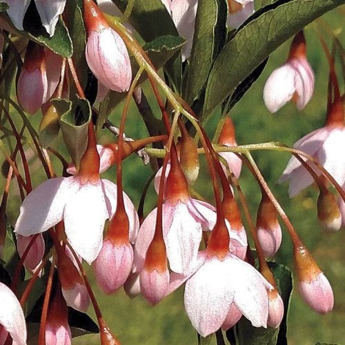 Photo post from backyardgardener.