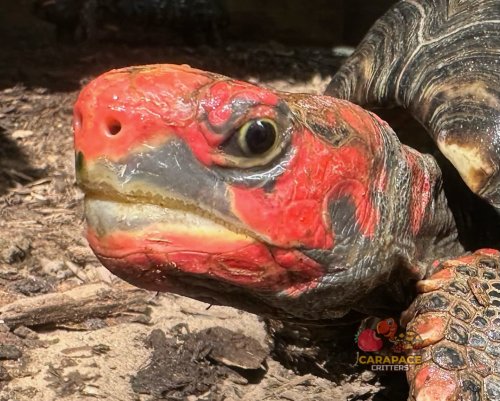 Photo post from carapacecritters.