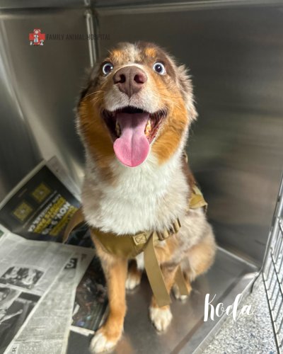 Photo post from familyanimalhospitalcm.