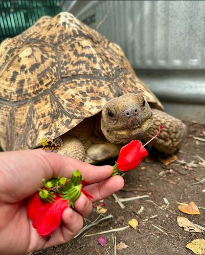 Photo post from carapacecritters.