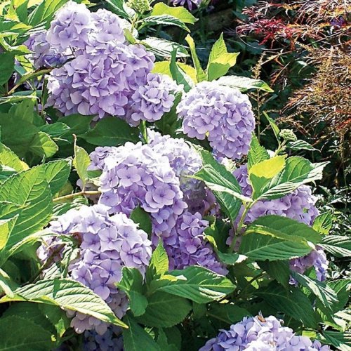 Photo post from backyardgardener.