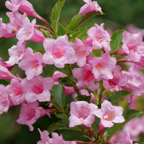 Photo post from backyardgardener.